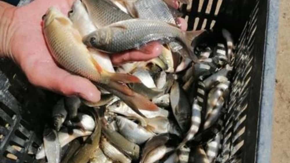 خرید بچه ماهی پرورشی با قیمت مناسب؛ راهنمای انتخاب و سفارش